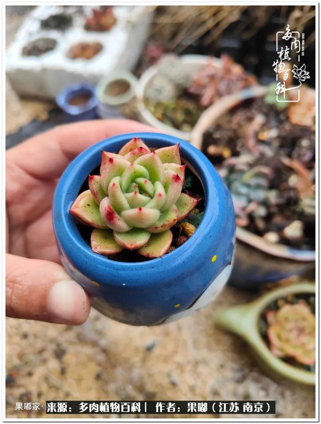 球球大作战代刷-球球全网最低自助下单平台 球球大作战代刷-球球全网最低自助下单平台