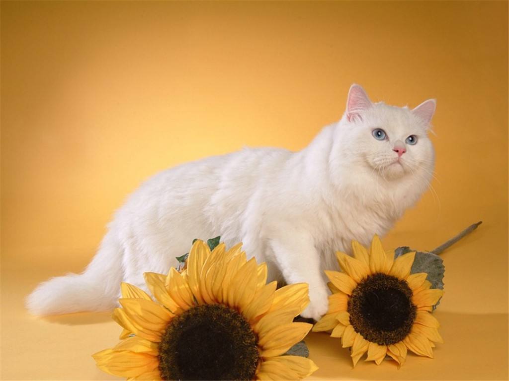 包含赞美猫的诗_写猫的诗_赞美猫可爱的诗词-宠伴网的词条