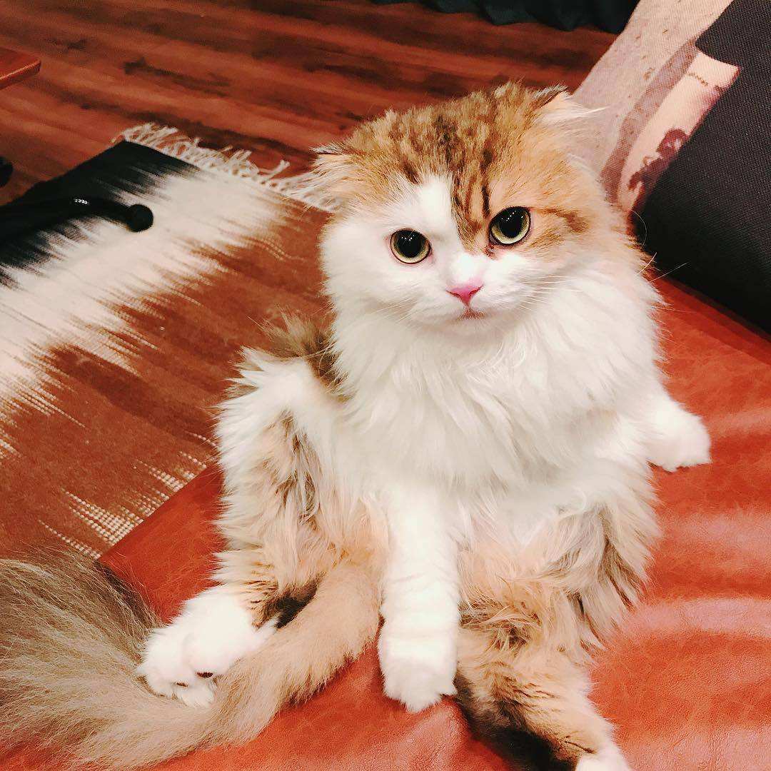 包含赞美猫的诗_写猫的诗_赞美猫可爱的诗词-宠伴网的词条