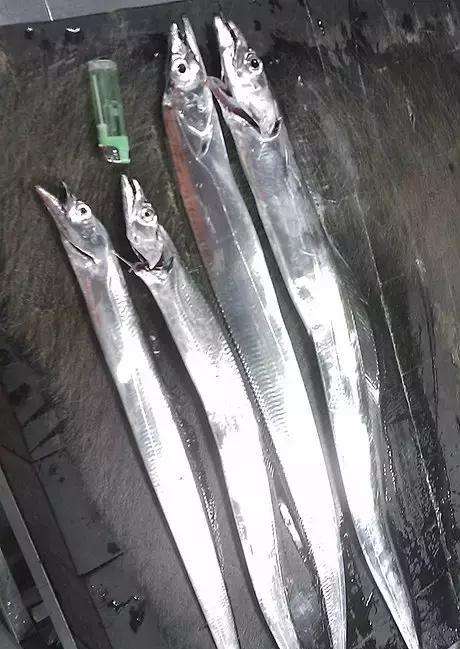 当年北京人排大队才能吃上一口三毛八的带鱼！_腾讯新闻的简单介绍