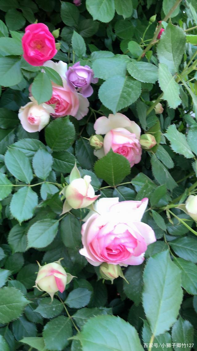 【文化绍兴·幸福文艺】吕国钢：心有猛虎，细嗅蔷薇的简单介绍