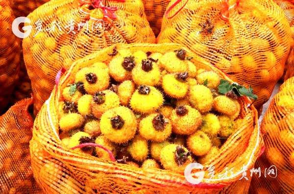 包含贵州新名片：刺梨广药集团通过王老吉赋能，助力贵州刺梨产业腾飞-中国经营网的词条