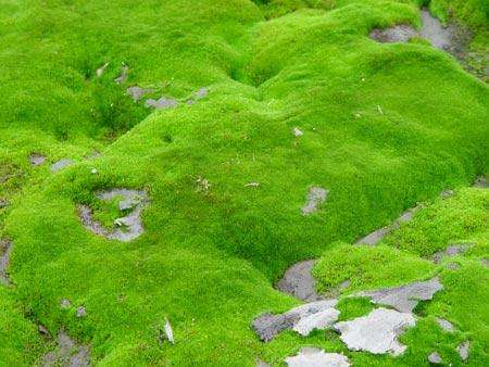 关于右手很忙空间助手(qq空间在线刷说说赞)V1.0.1最新版软件下载-绿色先锋下载-绿色软件下载站的信息