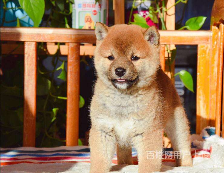 柴犬和秋田犬哪个贵,柴犬1000到10000元不等?-宠友帮宠物的简单介绍 柴犬和秋田犬哪个贵,柴犬1000到10000元不等?-宠友帮宠物的简单介绍