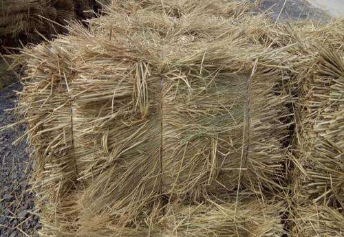 关于165斤稻一块两毛五一斤,一共多少钱_问一问的信息 关于165斤稻一块两毛五一斤,一共多少钱_问一问的信息