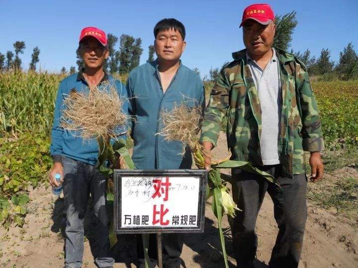 东北玉米又涨了！一块五可能吗？_新农村的简单介绍