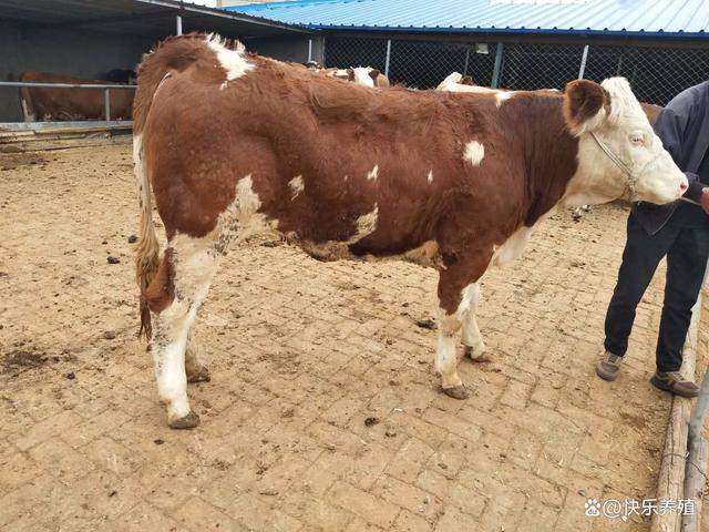 包含100快买一百头牛！大牛十元一只！中牛五块钱一只！小牛五毛一只！怎样才能花完和买完一百头牛_百度知道的词条