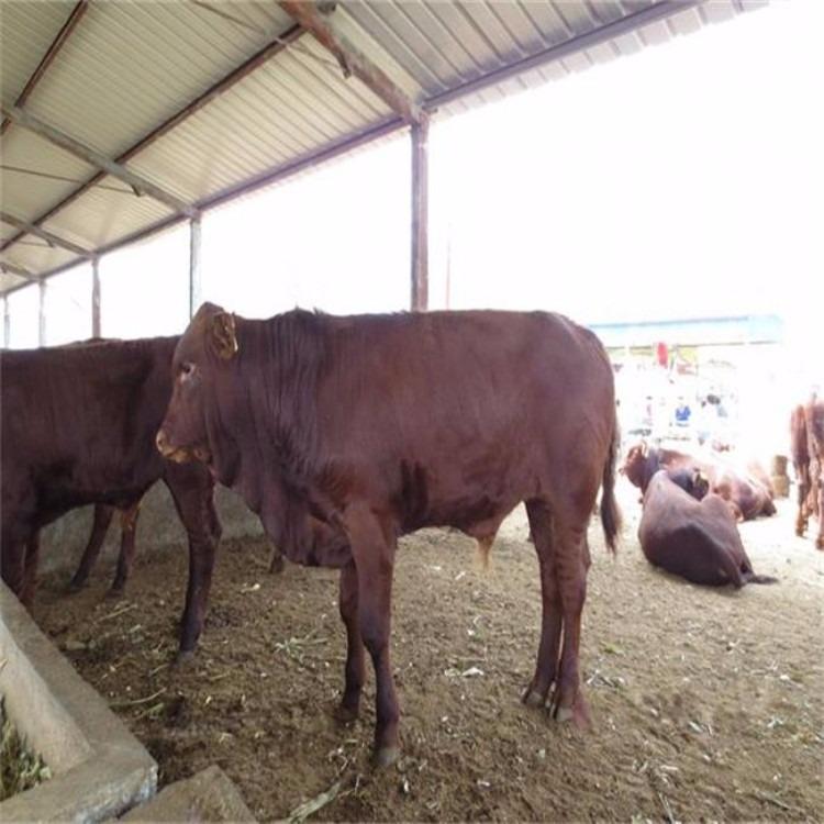 关于[黄牛批发]黄牛利木赞牛品种优质成长快骨架大美观的体型毛色价格10000元/头-惠农网的信息