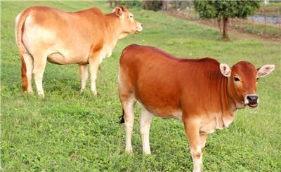 关于[黄牛批发]黄牛利木赞牛品种优质成长快骨架大美观的体型毛色价格10000元/头-惠农网的信息