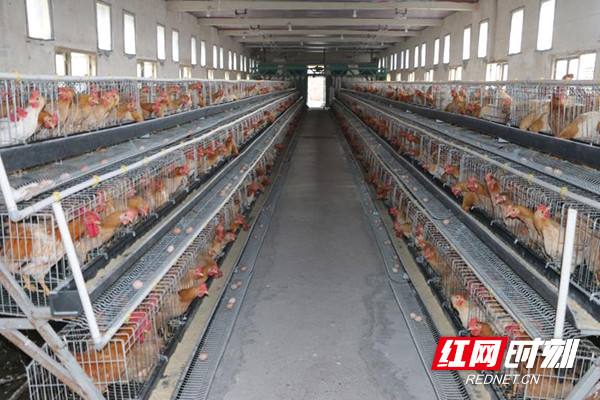 包含梁源谷：用餐饮建“湘黄鸡”品牌，打造衡阳地标美食名片丨勃林格特约·国鸡侣行_养殖的词条