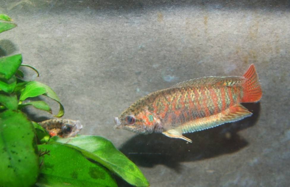 包含野采斗鱼品质高，老板稳定采购供不应求，一条七块钱贵吗？,生活,生活技巧,好看视频的词条