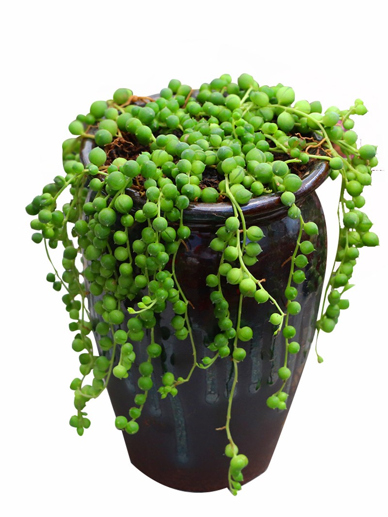 QQ名片小精灵下载-QQ名片互赞小精灵下载v1.5.0安卓版-绿色资源网的简单介绍