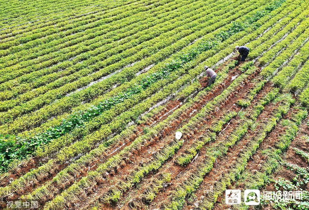 关于赞！黑龙江省经济作物迎来收获期_手机新浪网的信息