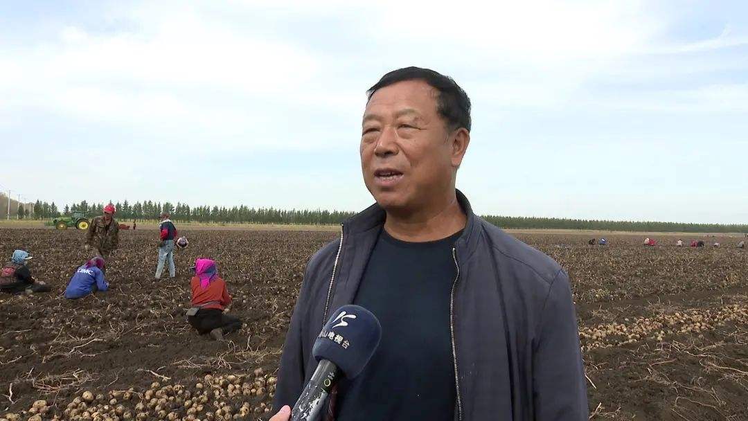 关于赞！黑龙江省经济作物迎来收获期_手机新浪网的信息