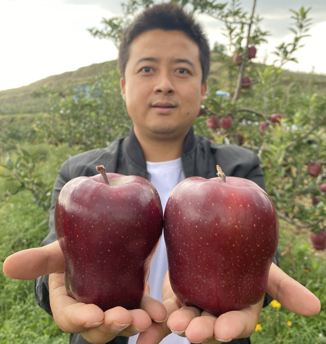 比蛇果新鲜10000公里,价格却只要1/3,可以脆粉两吃的高原苹果!_花牛的简单介绍 比蛇果新鲜10000公里,价格却只要1/3,可以脆粉两吃的高原苹果!_花牛的简单介绍