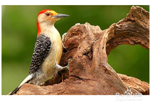 关于大树和啄木鸟童话故事|「作文网」的信息