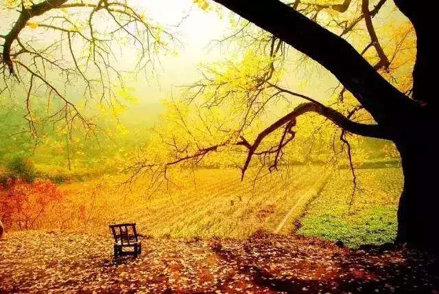 关于终南山下,楼观这棵形如中国地图的银杏树,再次刷爆西安人的圈_圣宫的信息 关于终南山下,楼观这棵形如中国地图的银杏树,再次刷爆西安人的圈_圣宫的信息