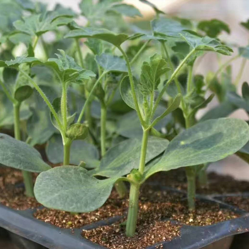 关于qq空间访客合集下载-qq空间访客专题下载-绿色先锋下载的信息 关于qq空间访客合集下载-qq空间访客专题下载-绿色先锋下载的信息